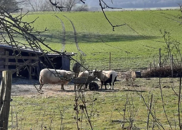 Apartment Exklusive Naturoase Direkt Am Ars Natura Wanderweg Mit Panoramablick Auf Melsungen
